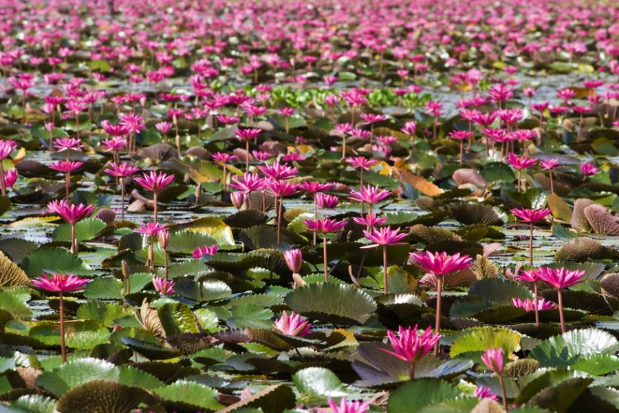 thailand phattalung thale noi lotus
