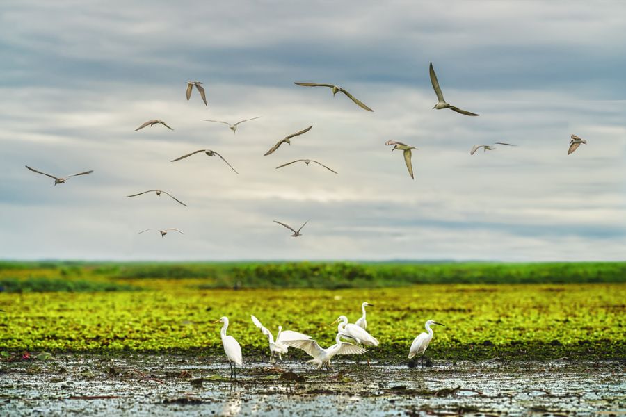 thailand phattalung thale noi vogels