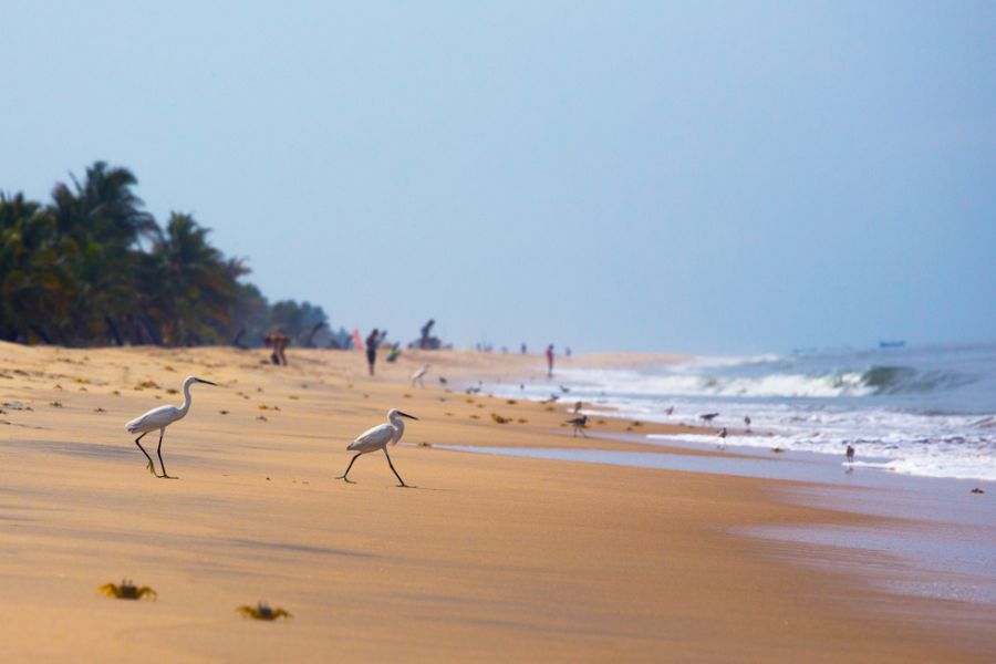 india zuid india kerala mararikulam strand