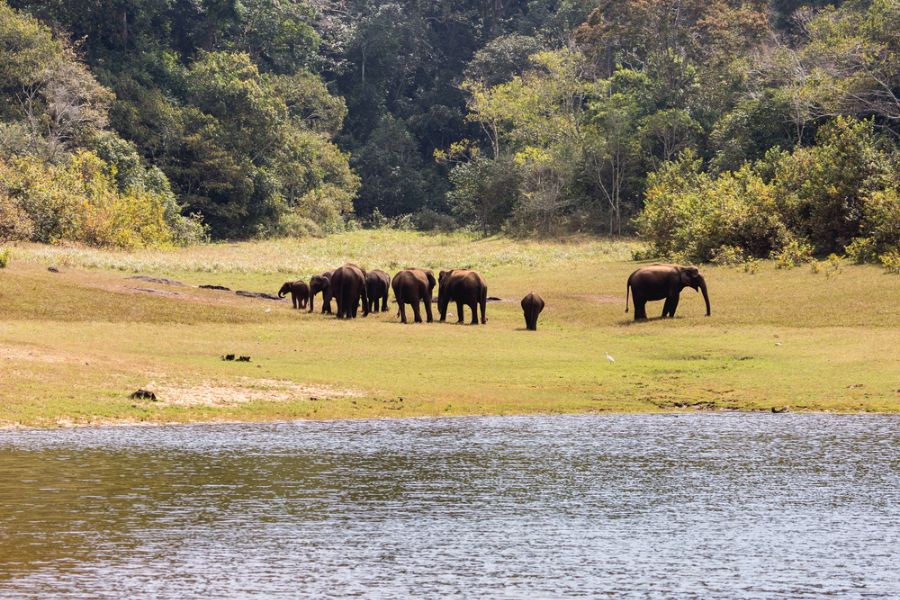 india zuid india kerala thekkady periyar rivier meer olifanten