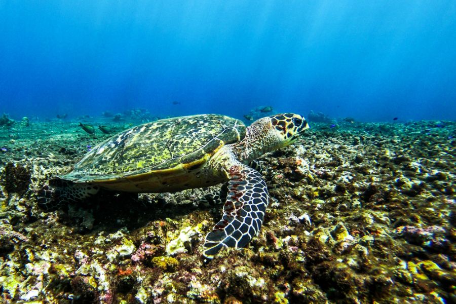 indonesie bali amed zeeschildpad snorkelen