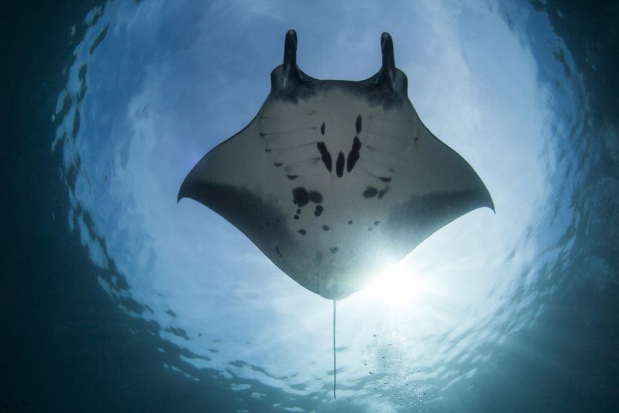 indonesie komodo national park manta point eiland mantarog