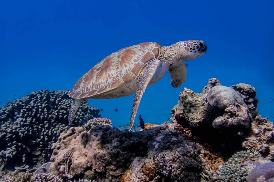 indonesie komodo national park siaba besar zeeschildpad