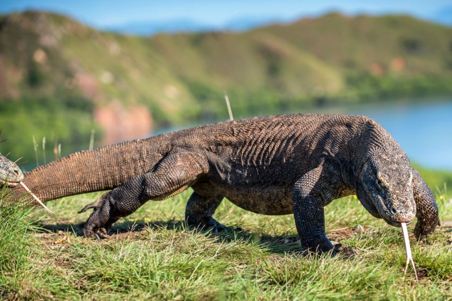 Reisvoorstel voor '9-Daagse bouwsteen Flores en Komodo'