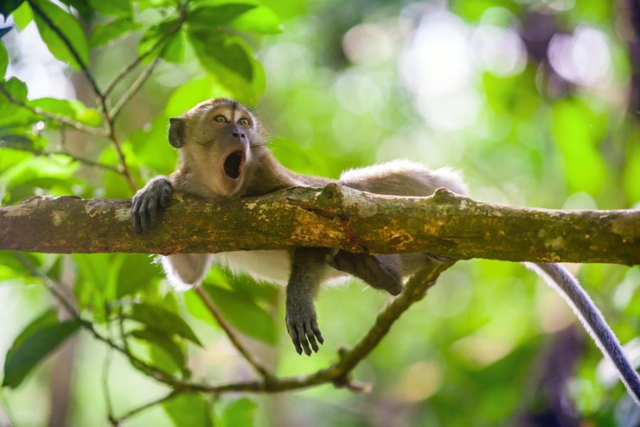 indonesie sumatra gunung leuser makak