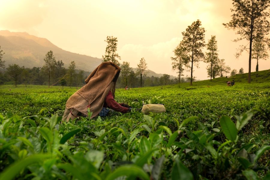india kerala wayanad theeplantage plukster vrouw