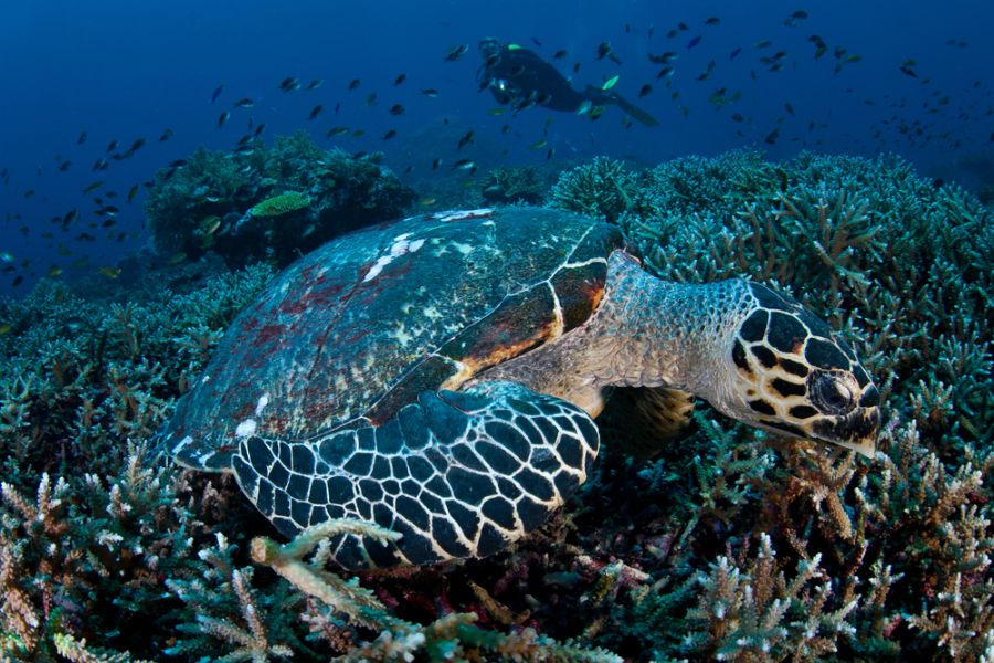 indonesie komodo national park zeeschildpad