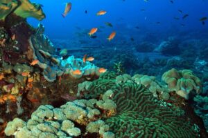 Snorkelen: Manta- & Mangrove Point, Crystal Bay (Lembongan)