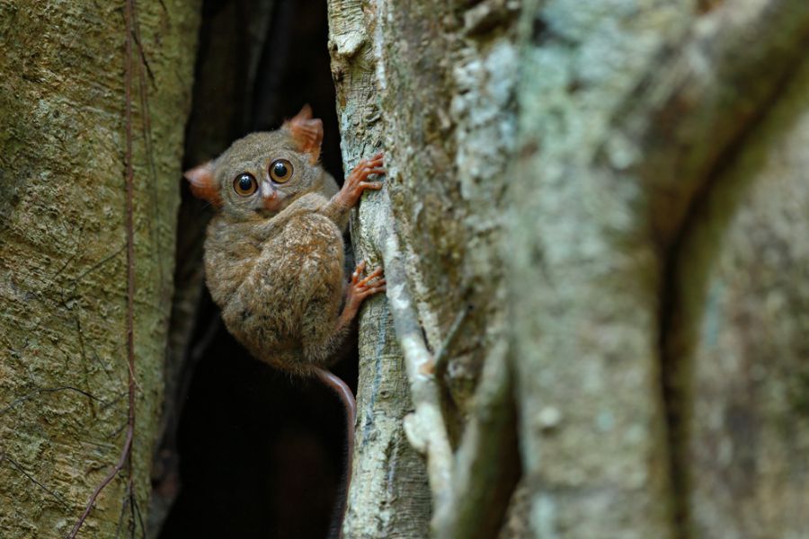 indonesie sulawesi tomohon tangkoko national park celebesspookdier