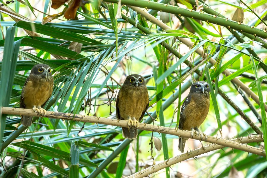 indonesie sulawesi tomohon tangkoko national park uilen
