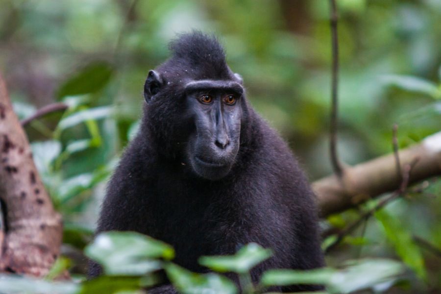 indonesie sulawesi tomohon zwarte makak black macaque