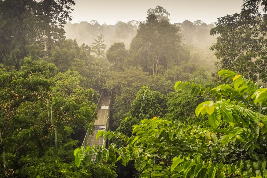 Maleisie Borneo jungle
