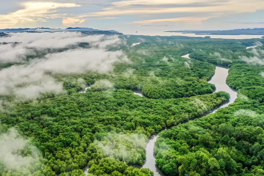 Maleisie Borneo overzicht mangrove bos
