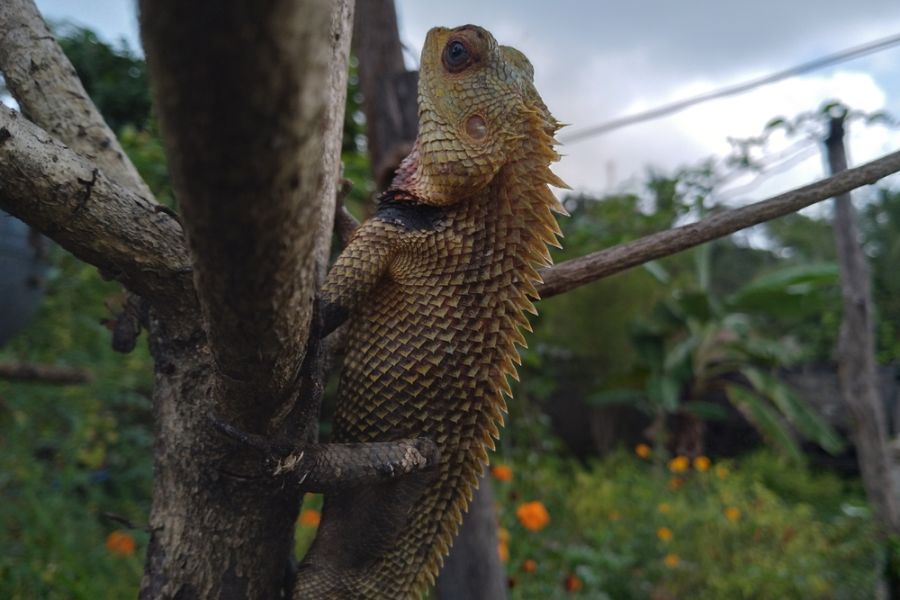 sri lanka anamaduwa hagedis