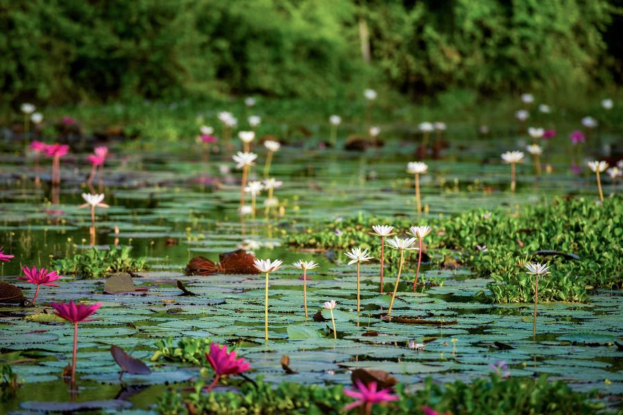 sri lanka anamaduwa the mudhouse