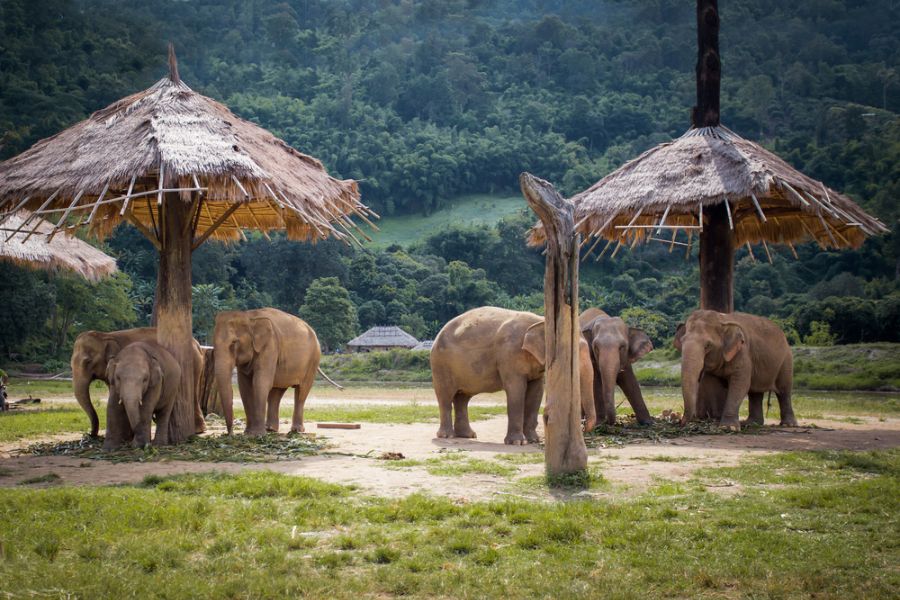 thailand chiang mai olifant