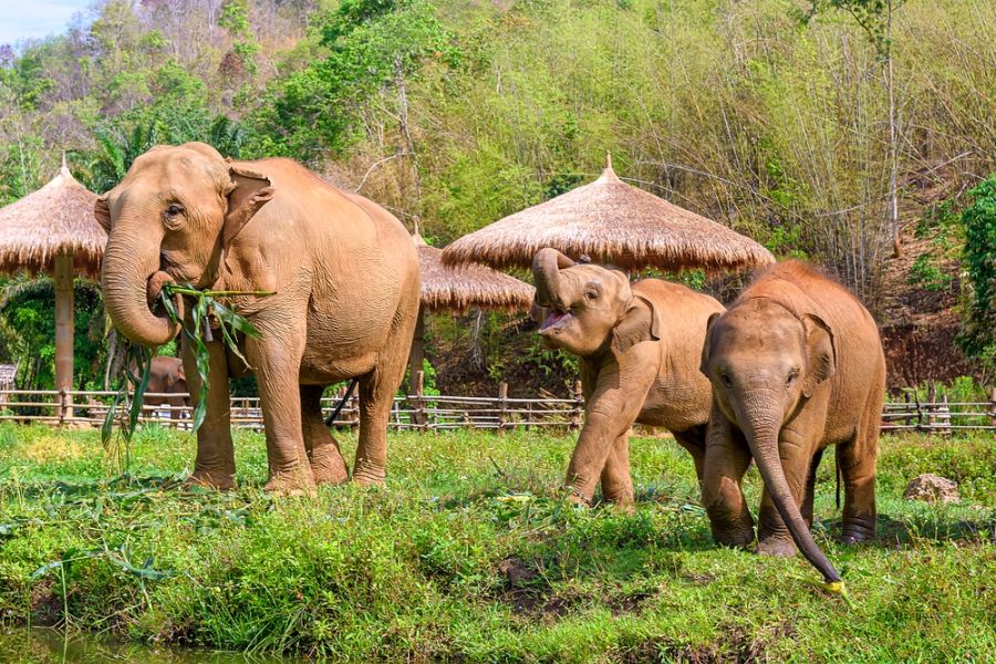 thailand chiang mai olifanten