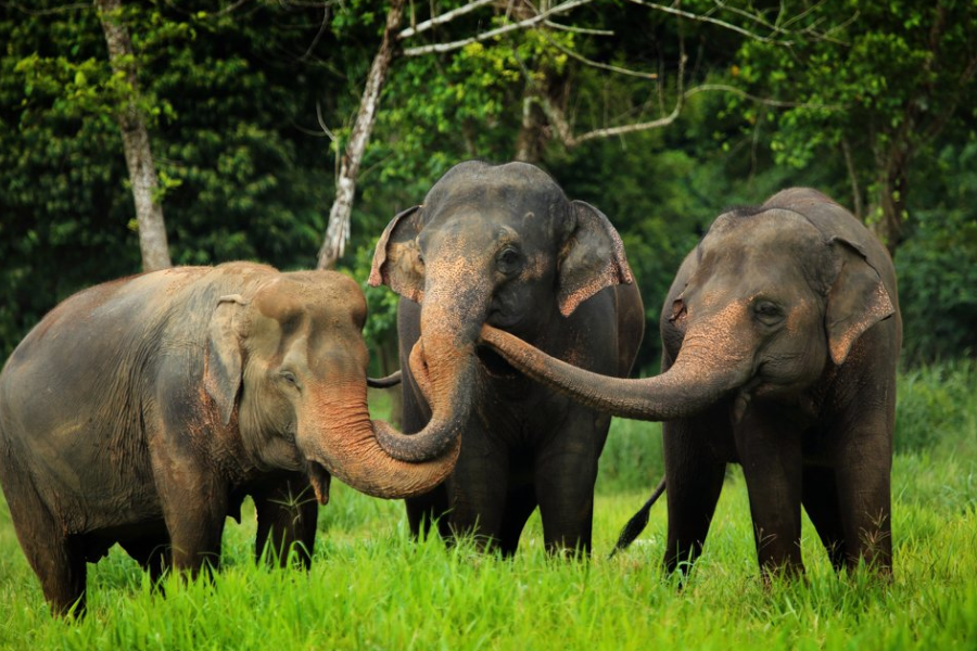 thailand khao sok elephant hills elephant camp 2163