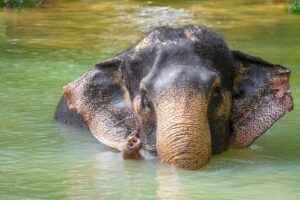 Boek de reis 'Elephants World Kanchanaburi'