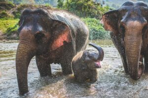 Reisvoorstel voor '2-Daagse trekking, olifanten & raften in Chiang Mai'