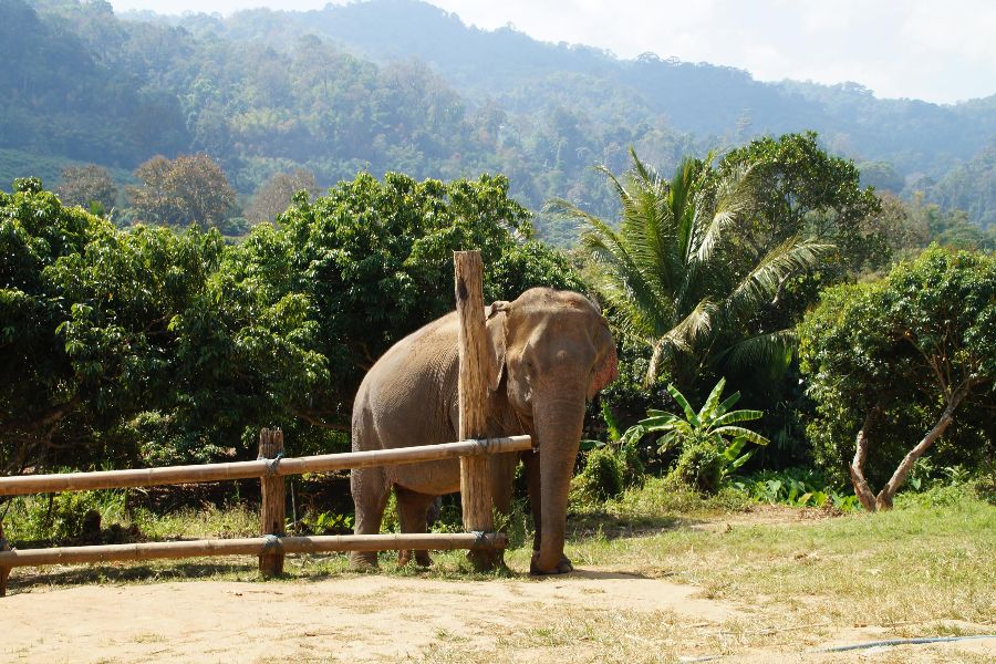 thailand olifanten foto timmy