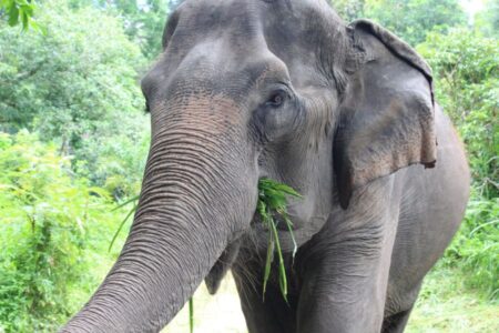Gerelateerde tour De olifanten van Wildlife Friends (vanuit Hua Hin)