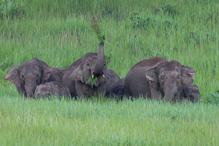 Khao Yai National Park