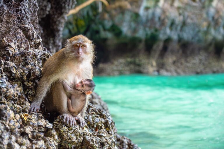 Koh Phi Phi