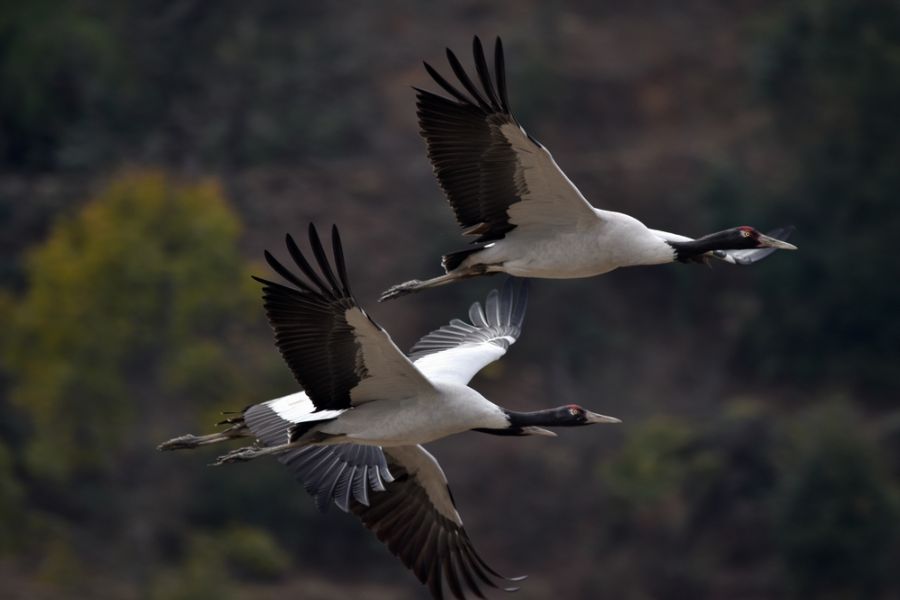Zwarthalskraanvogels in Bhutan