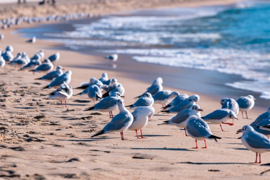 Zeemeeuwen aan het strand van Busan