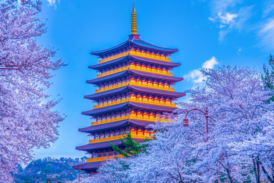 Kersenbloesem bij de Hwangnyongsa pagode in Gyeongju
