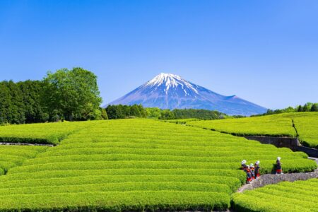 Gerelateerde tour 3 dagen Wasabiboerderij in Shizuoka