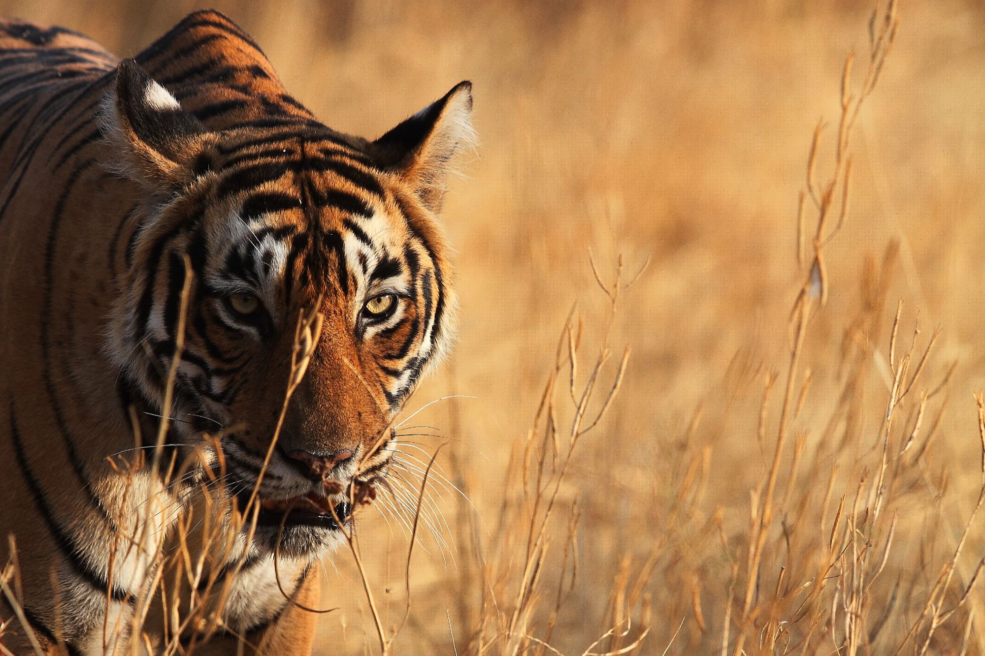 Gerelateerde tour 15-daagse rondreis Wonderlijk India (met Ranthambore)