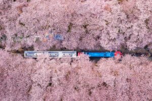De kersenbloesem van Jinhae (vanuit Seoul)