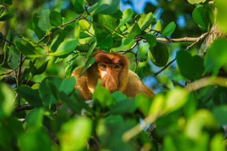 Gerelateerd blog artikel Blik op de toekomst: Duurzaam Maleisië