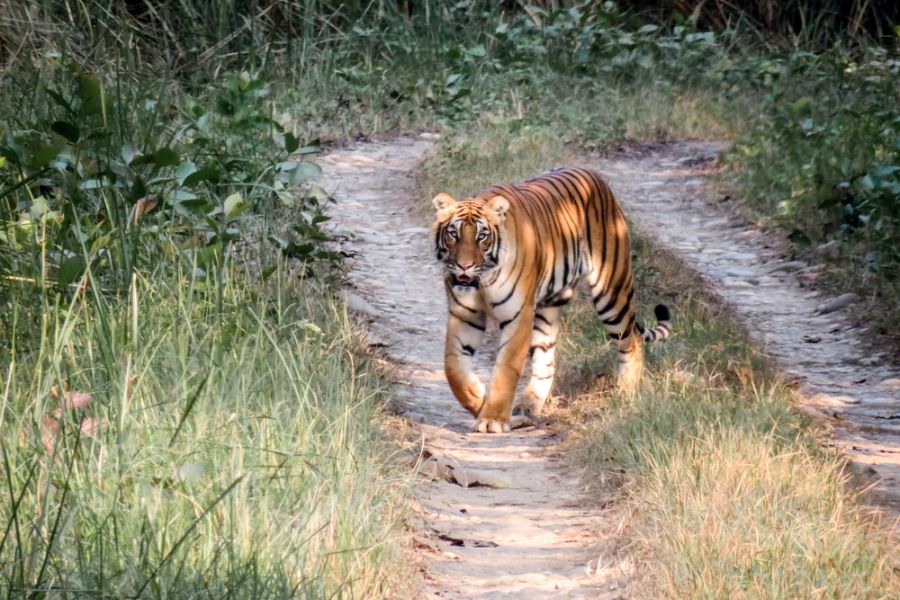 Chitwan National Park