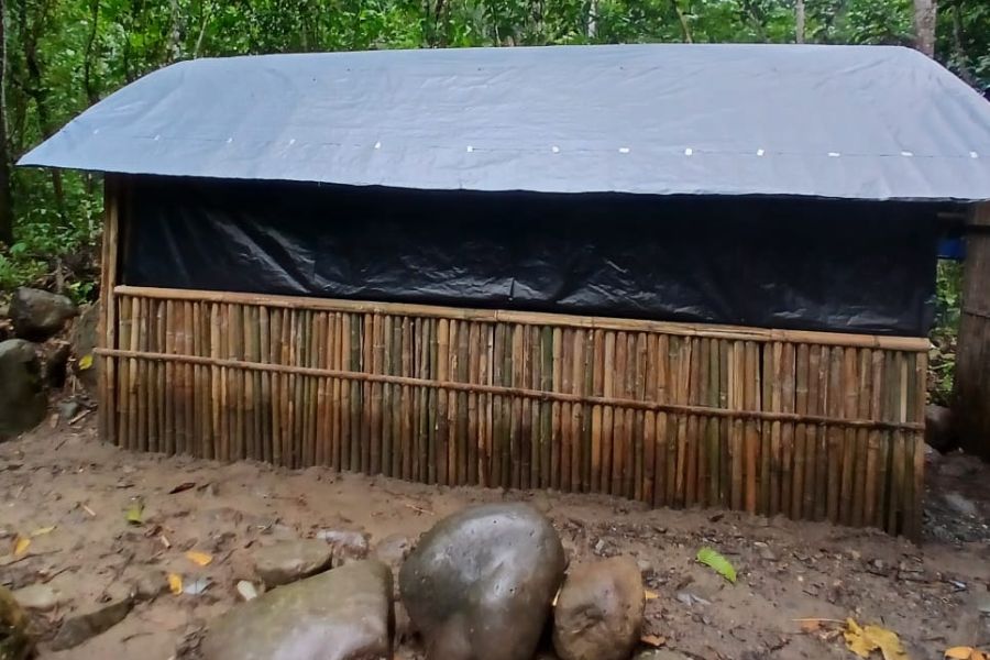 Bukit Lawang jungle trekking