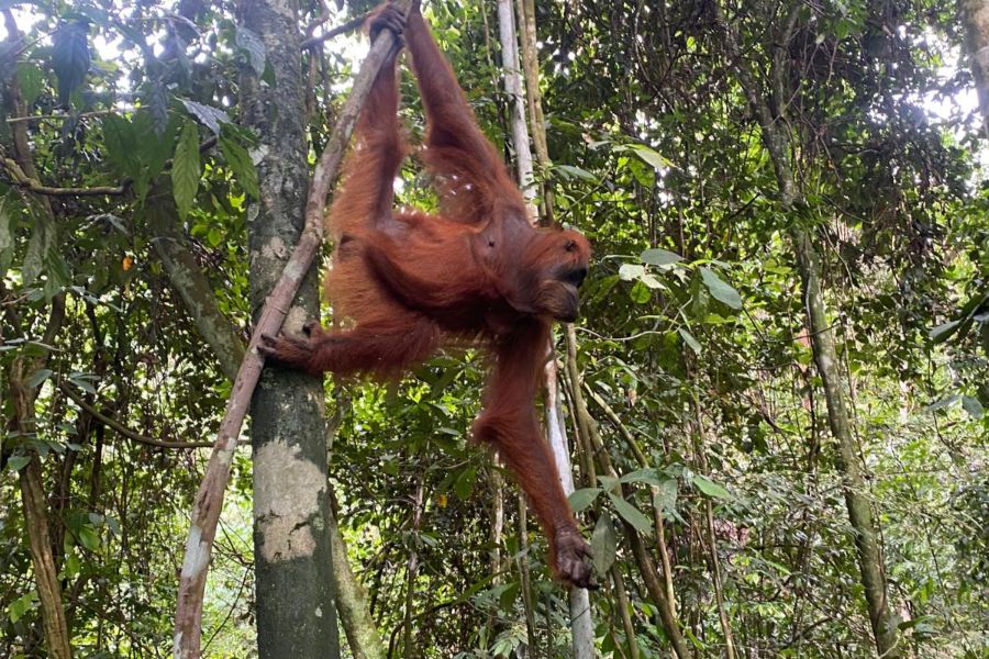 Bukit Lawang