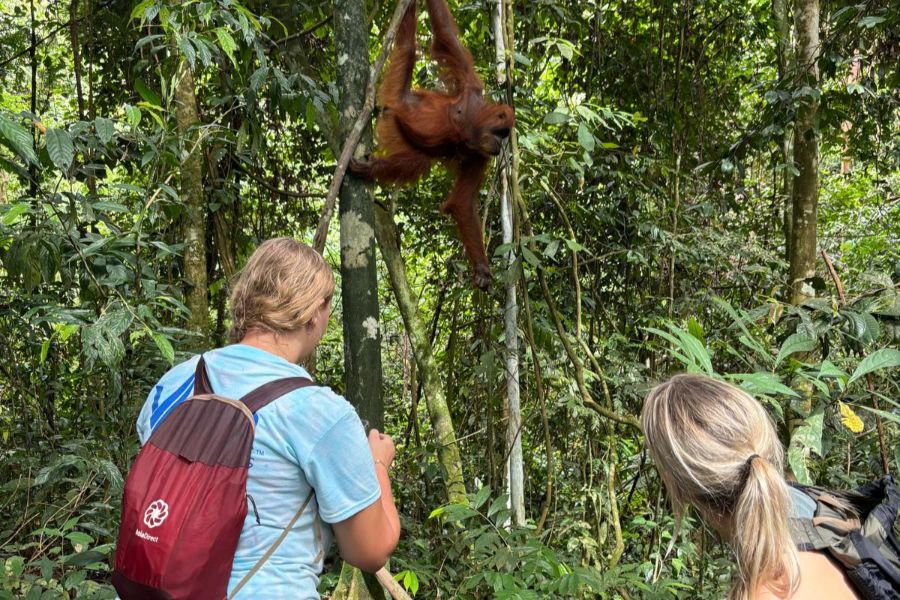 Bukit Lawang