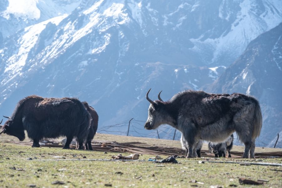 Yaks in Langtang Valley