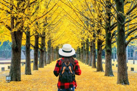Gerelateerde tour Nami Island Dagtour (vanuit Seoul)