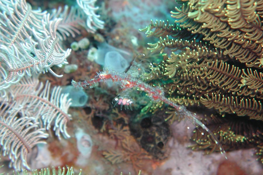 Snorkelen rondom Menjangan Island