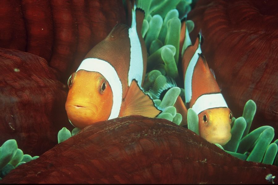 Snorkelen rondom Menjangan Island
