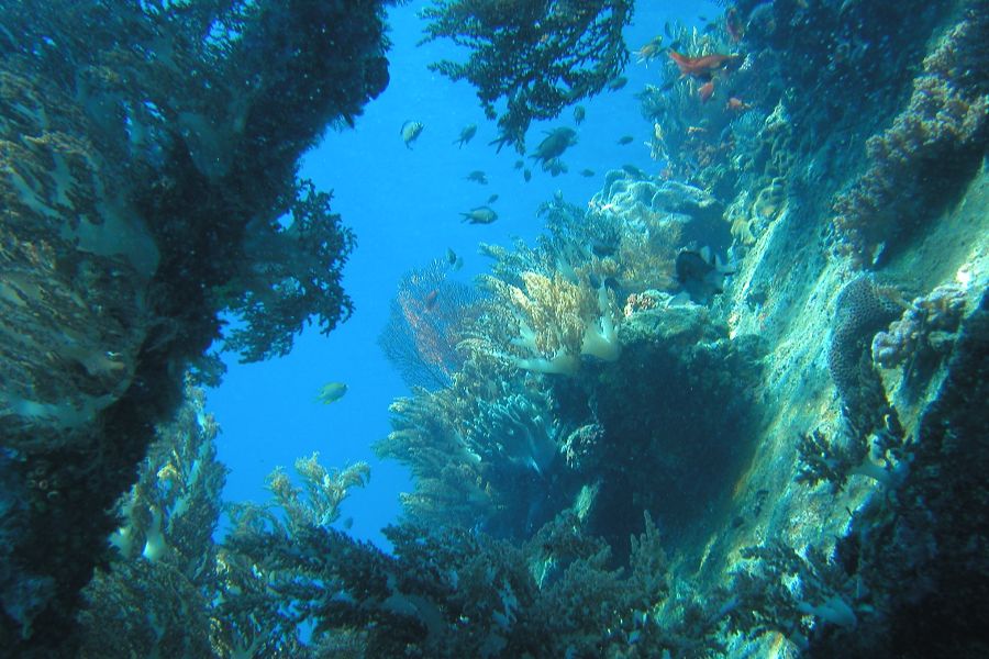Snorkelen rondom Menjangan Island