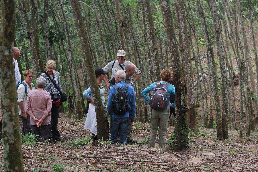Orang-Oetans spotten op Sumatra
