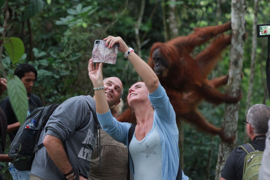 Orang-Oetans spotten op Sumatra
