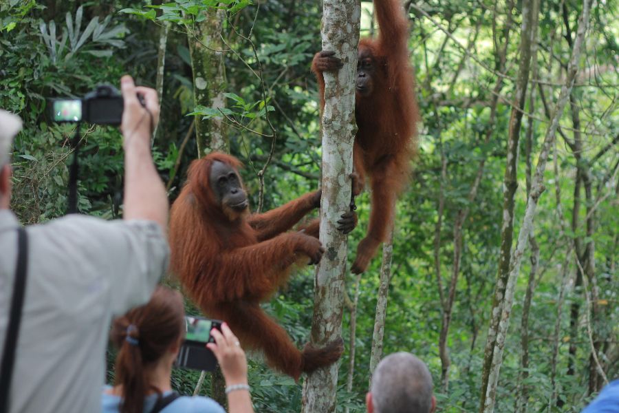 Orang-Oetans spotten op Sumatra