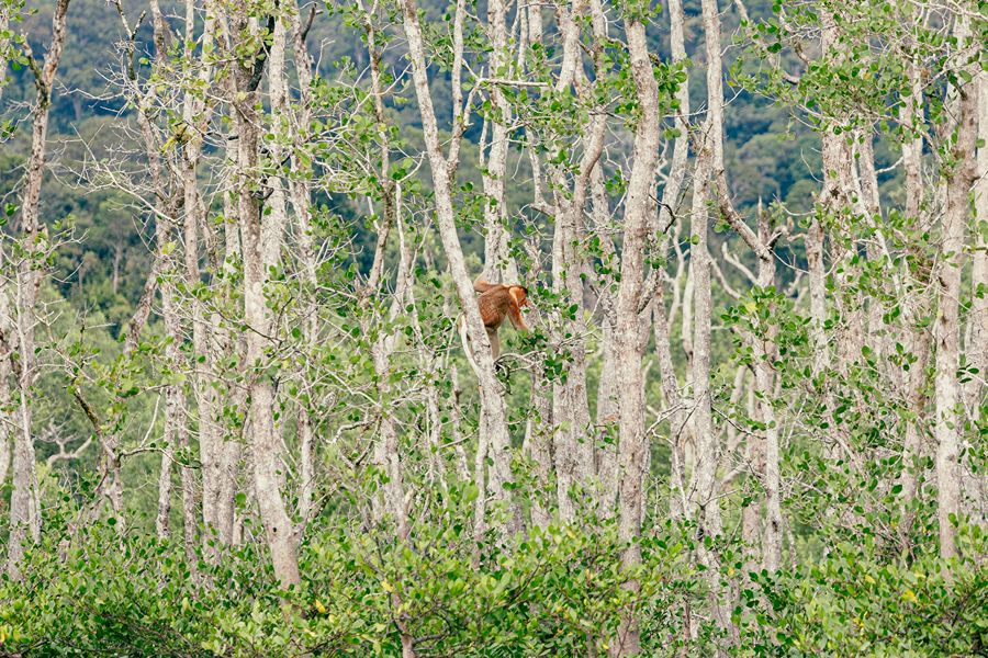Mangrove in Bako National Park