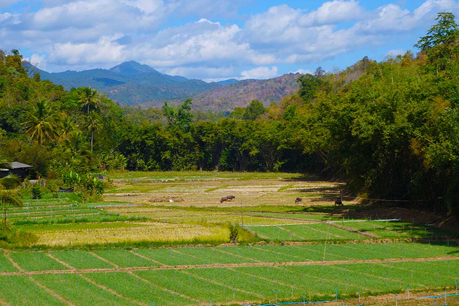 E-bike Fietstour Chiang Mai: Doi Lom Challenge & Ban Pong Tempel