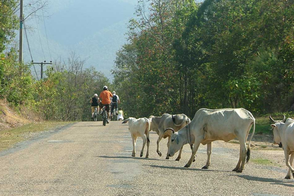 E-bike Fietstour Chiang Mai Countryside